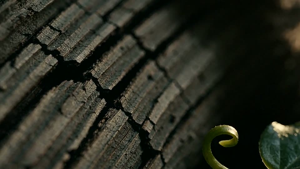 Fotograma de cine: madera carbonizada en macro y un brote verde naciendo.