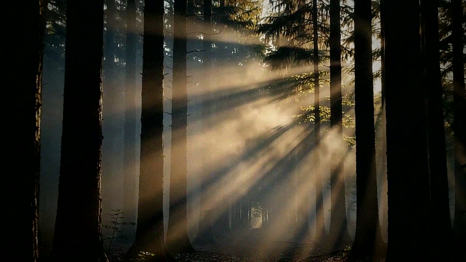 Bosque al atardecer: rayos de luz volumétricos atravesando los árboles entre la niebla.